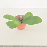 Phal. Lioulin Blue Pheasant x Lioulin Blue Parrot