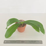 Phal. Miki Blue Angel C1 x Lioulin Blue Parrot