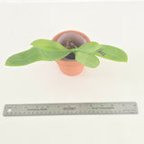 Phal. Jennifer Palermo x Yaphon Pool