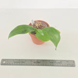 Phal. LL Blue Owl x Lioulin Blue Parrot