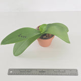 Phal. Liouin Blue Bee x LL Purple Beta