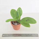 Phal. Lioulin Blue Peacock x KS Blue Ludde