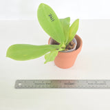 Phal. tetraspis x Lioulin Blue Parrot