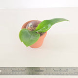 Phal. Lioulin Blue Peacock x Scott B. Taylor