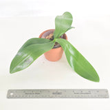 Phal. LL Blue Leopard x Lioulin Blue Parrot