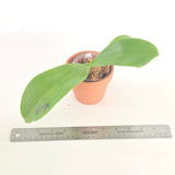 Phal. LL Blue Sky x LL Blue Jaguar