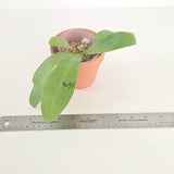 Phal. LL Blue Leopard x KS Blue Ludde