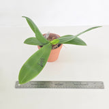 Phal. Lioulin Blue Bee x tetraspis 'Blue Spots'