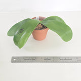 Phal. (Dou-dii Golden Princess x Jennifer Palermo) x Lioulin Blue Parrot