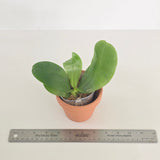 Phal. Yaphon Pool x Summer Pretty