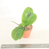 Phal. Lioulin Blue Eagle x LL Blue Jaguar