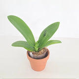 Phal. Micaels Buddha x Lioulin Blue Parrot