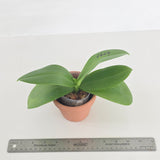 Phal. Lioulin Blue Parrot x LL Purple Beta