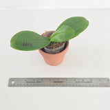 Phal. Lioulin Blue Eagle x Ching Ann Violet