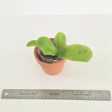 Phal. LL Blue Jaguar x Yaphon Pool