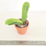 Phal. LL Blue Jaguar × Lioulin Blue Eagle