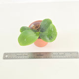 Phal. KS Metallic Blue x Lioulin Blue Peacock