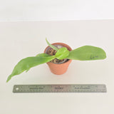 Phal. Lioulin Blue Peacock x Penang Jewel (3657)