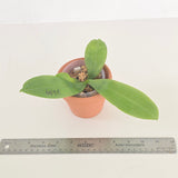 Phal. Jennifer Palermo x KS Blue Ludde