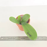 Phal. YangYang Blue Baby x Lioulin Blue Parrot