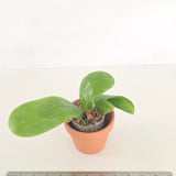 Phal. Lioulin Blue Peacock x Lioulin Blue Parrot