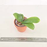 Phal. Lioulin Blue Parrot x sib