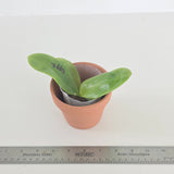 Phal. Lioulin Blue Pearl x Lioulin Blue Parrot