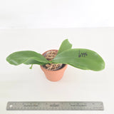 Phal. LL Blue Owl x Lioulin Blue Parrot