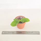 Phal. Scott B. Taylor x LL Blue Owl