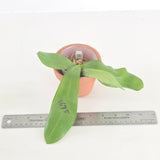 Phal. Lioulin Blue Pheasant x Penang Jewel