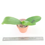 Phal. Lioulin Blue Grape x equestris