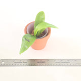 Phal. LL Blue Owl x Lioulin Blue Peacock