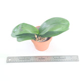 Phal. LL Purple Beta x Lioulin Blue Parrot