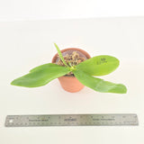 Phal. Lioulin Blue Jenny x sib