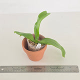 Phal. Lioulin Blue Peacock x LL Blue Owl