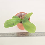 Phal. Penang Jewel x Lioulin Blue Parrot