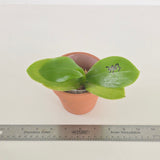 Phal. Lioulin Blue Parrot x Lioulin Blue Pheasant