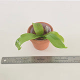 Phal. LL Blue Owl x sib