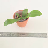 Phal. Lioulin Blue Pheasant x Penang Jewel