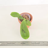 Phal. Lioulin Blue Magpie x Penang Jewel