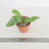 Phal. LL Blue Owl x Lioulin Blue Parrot