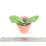 Phal. Lioulin Blue Parrot x Penang Jewel