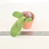 Phal. LL Blue Pie x LL Blue Aiko