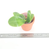 Phal. LL Gentle Love x Mituo Prince