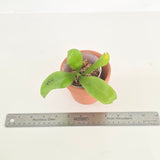 Phal. Lioulin Blue Jenny x Lioulin Blue Jenny