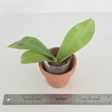 Phal. Mituo Golden Tiger x Lioulin Blue Parrot