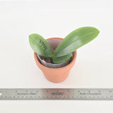 Phal. YangYang Blue Baby x Lioulin Blue Parrot