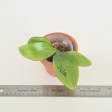 Phal. KS Blue Ludde x LL Blue Magpie