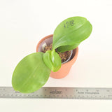 Phal. Lioulin Blue Peacock x Penang Jewel (3738)