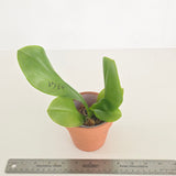 Phal. Lioulin Blue Peacock x Penang Jewel (3739)